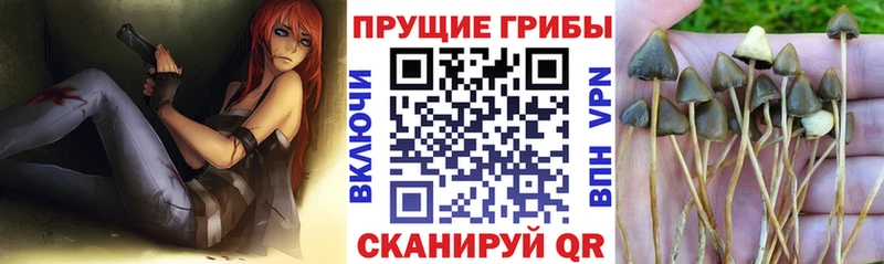 Псилоцибиновые грибы ЛСД  Катайск 